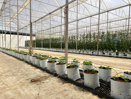 Picture for category Túi Màng Hai Lớp Sữa